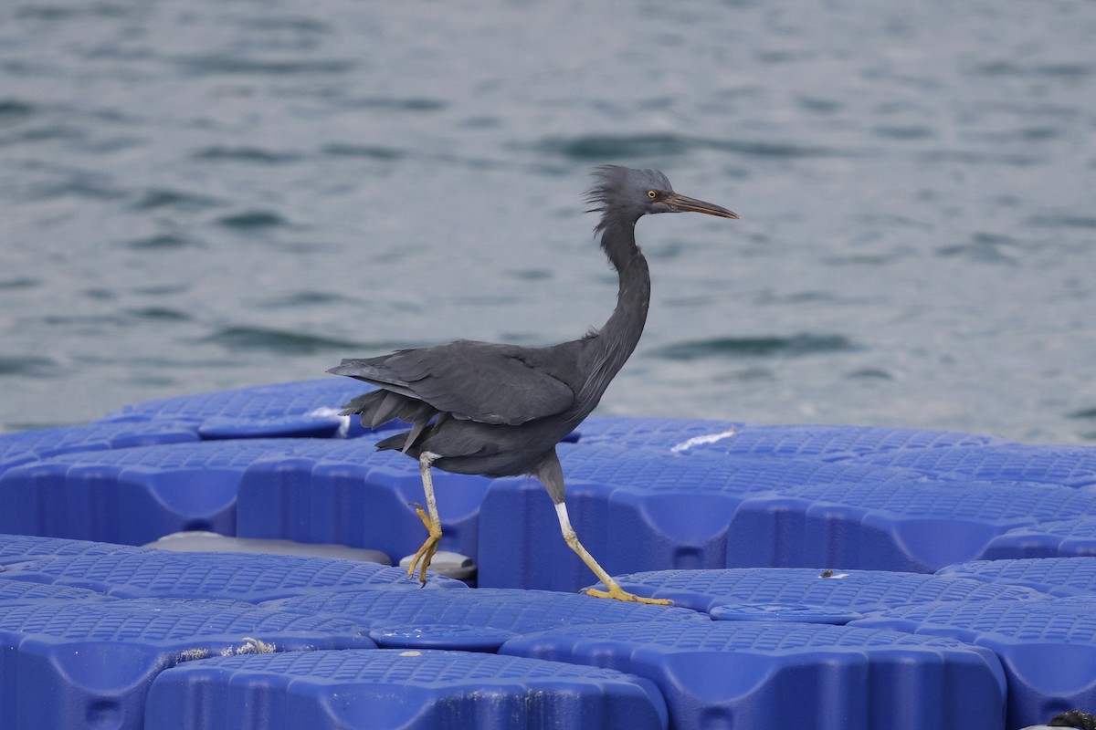 Pacific Reef-Heron - ML624215635