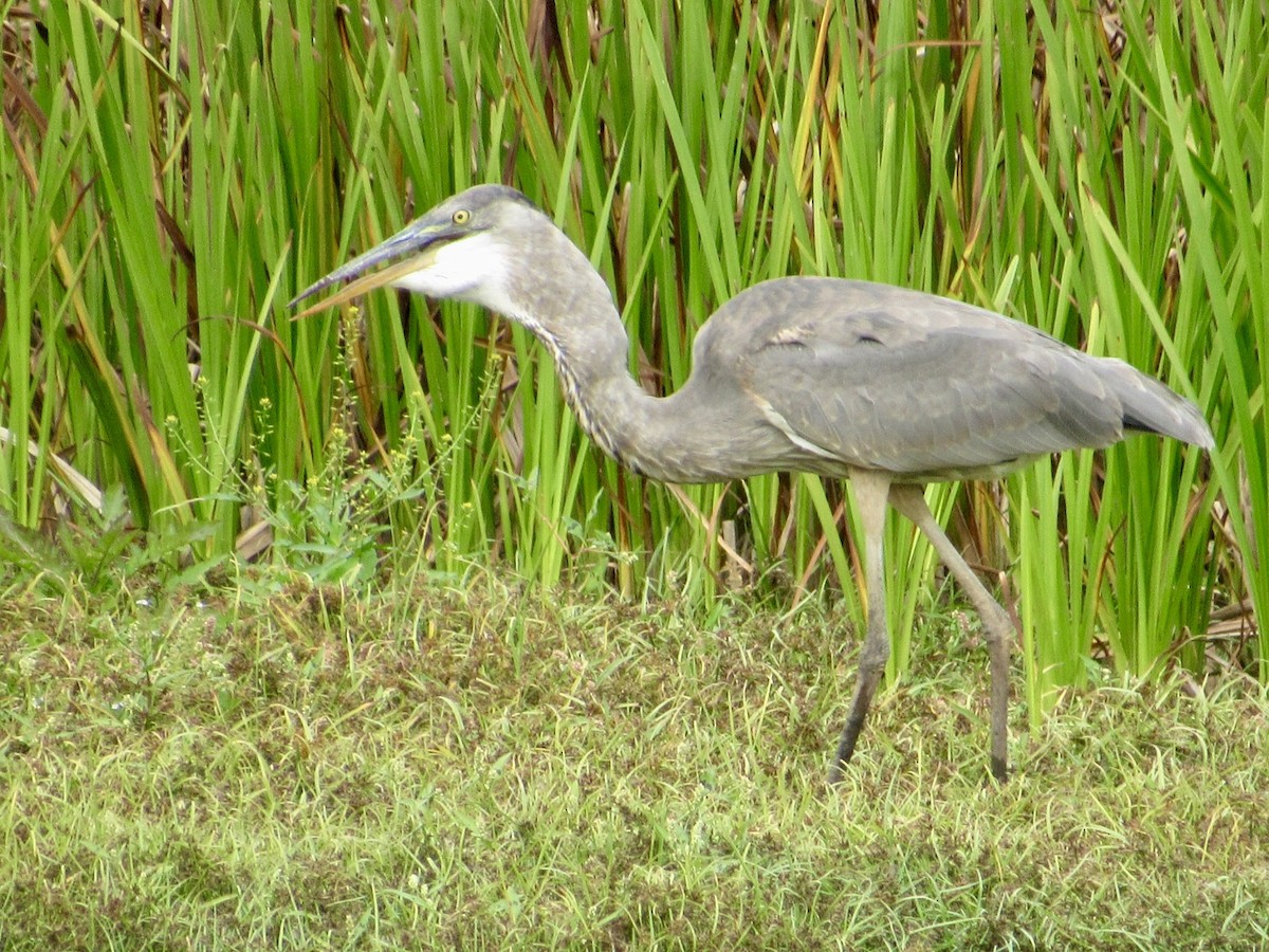 Garza Azulada - ML624215642