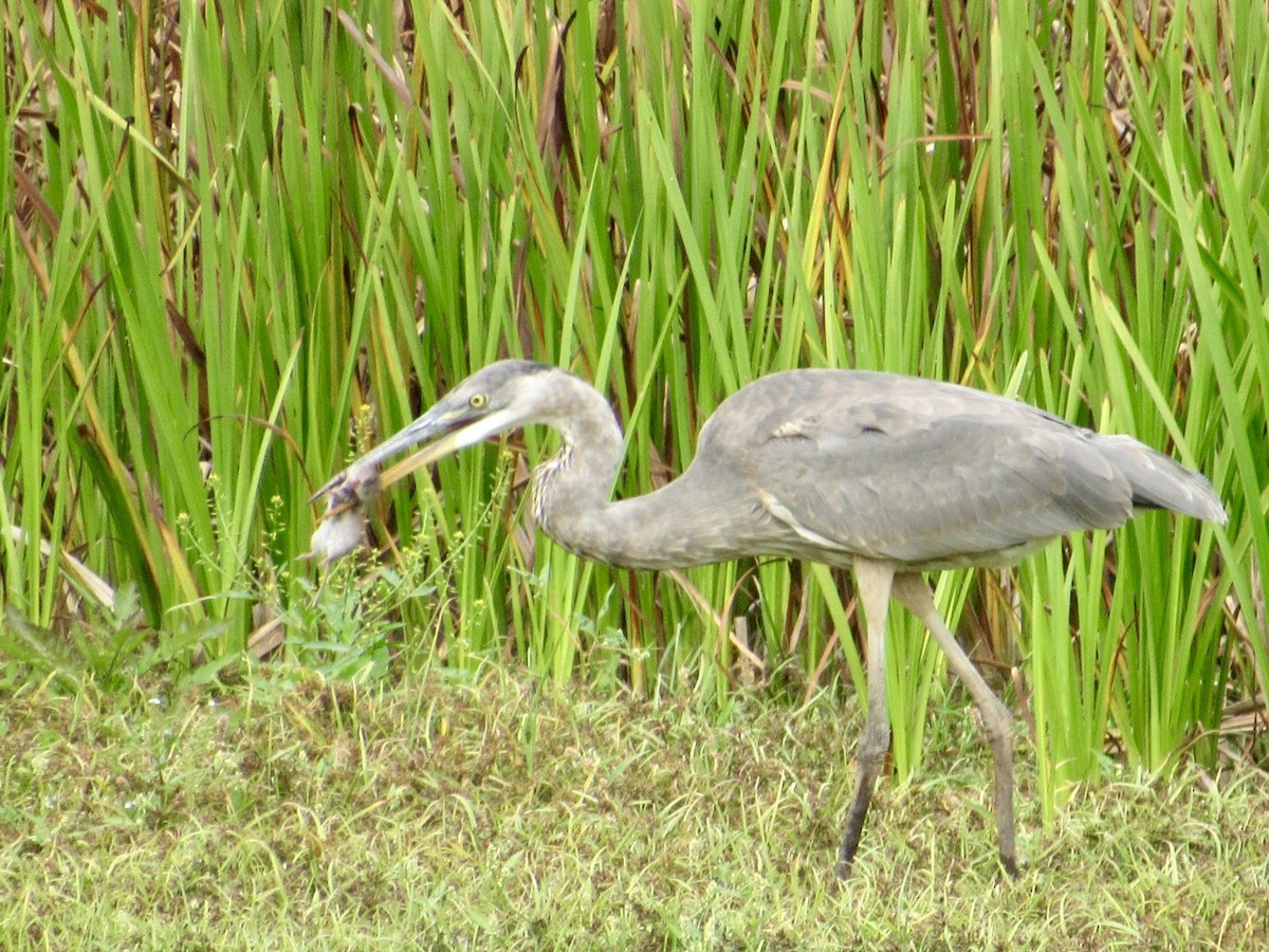 Garza Azulada - ML624215643