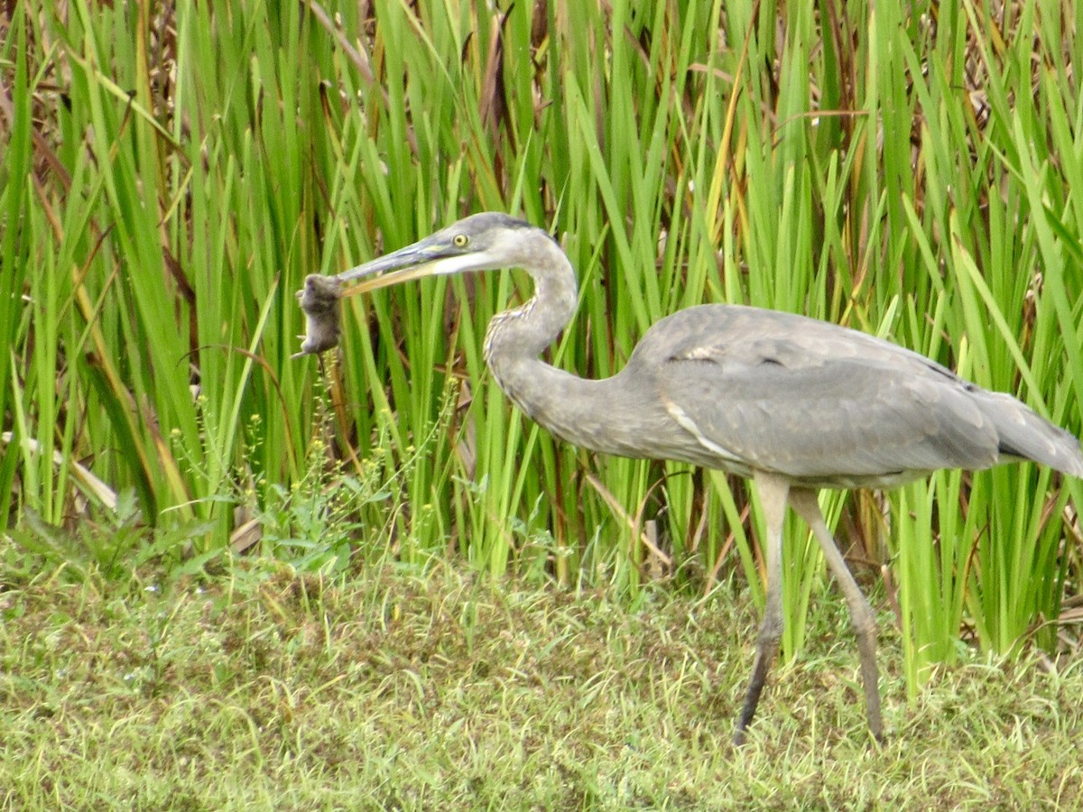 Great Blue Heron - Alex Pereschuk