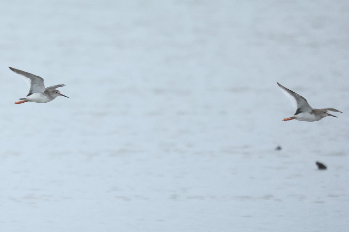 Common Redshank - ML624215650