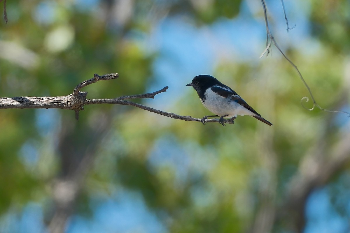 Hooded Robin - ML624215681