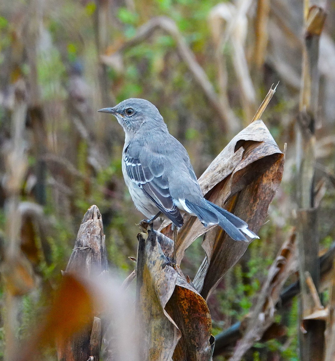 Northern Mockingbird - ML624215688