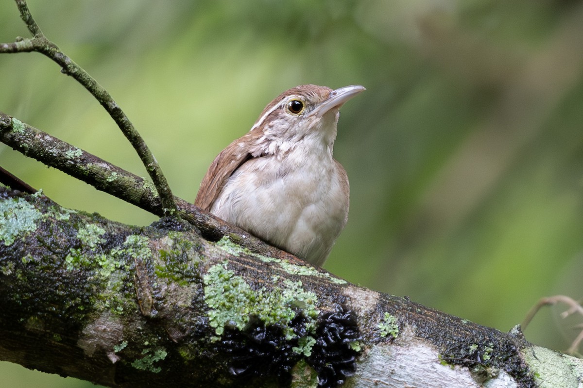 Antioquia Wren - ML624215699