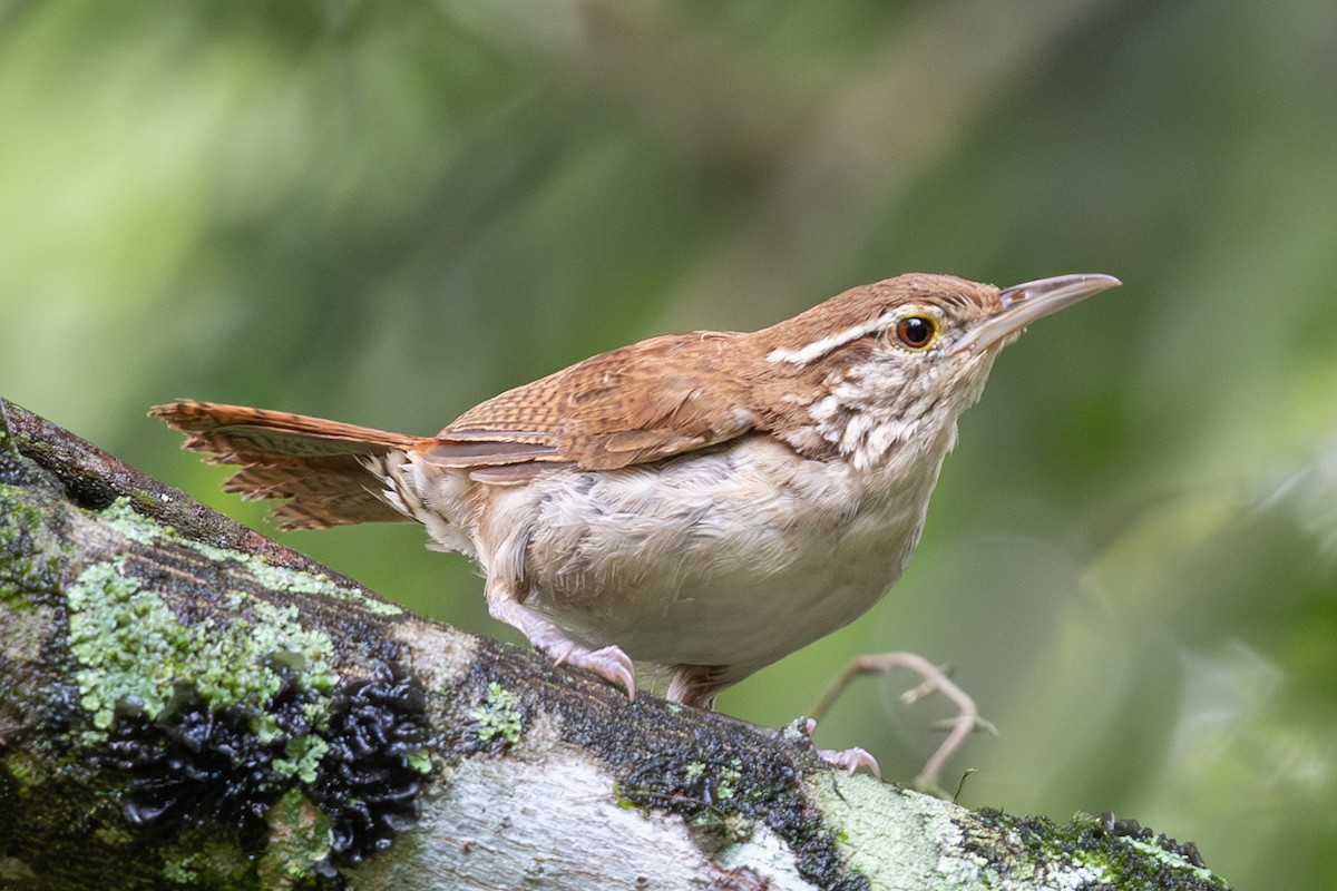 Antioquia Wren - ML624215700