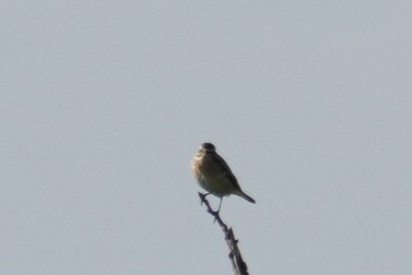 Whinchat - ML624215721