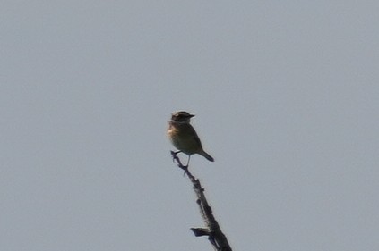 Whinchat - ML624215723