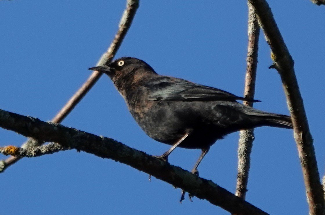 Rusty Blackbird - ML624215726