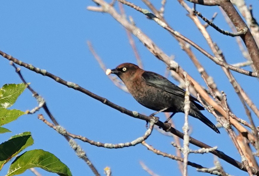 Rusty Blackbird - ML624215727