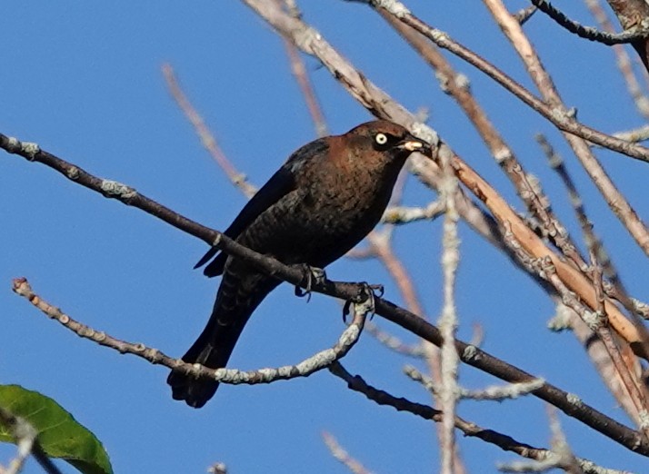 Rusty Blackbird - ML624215728