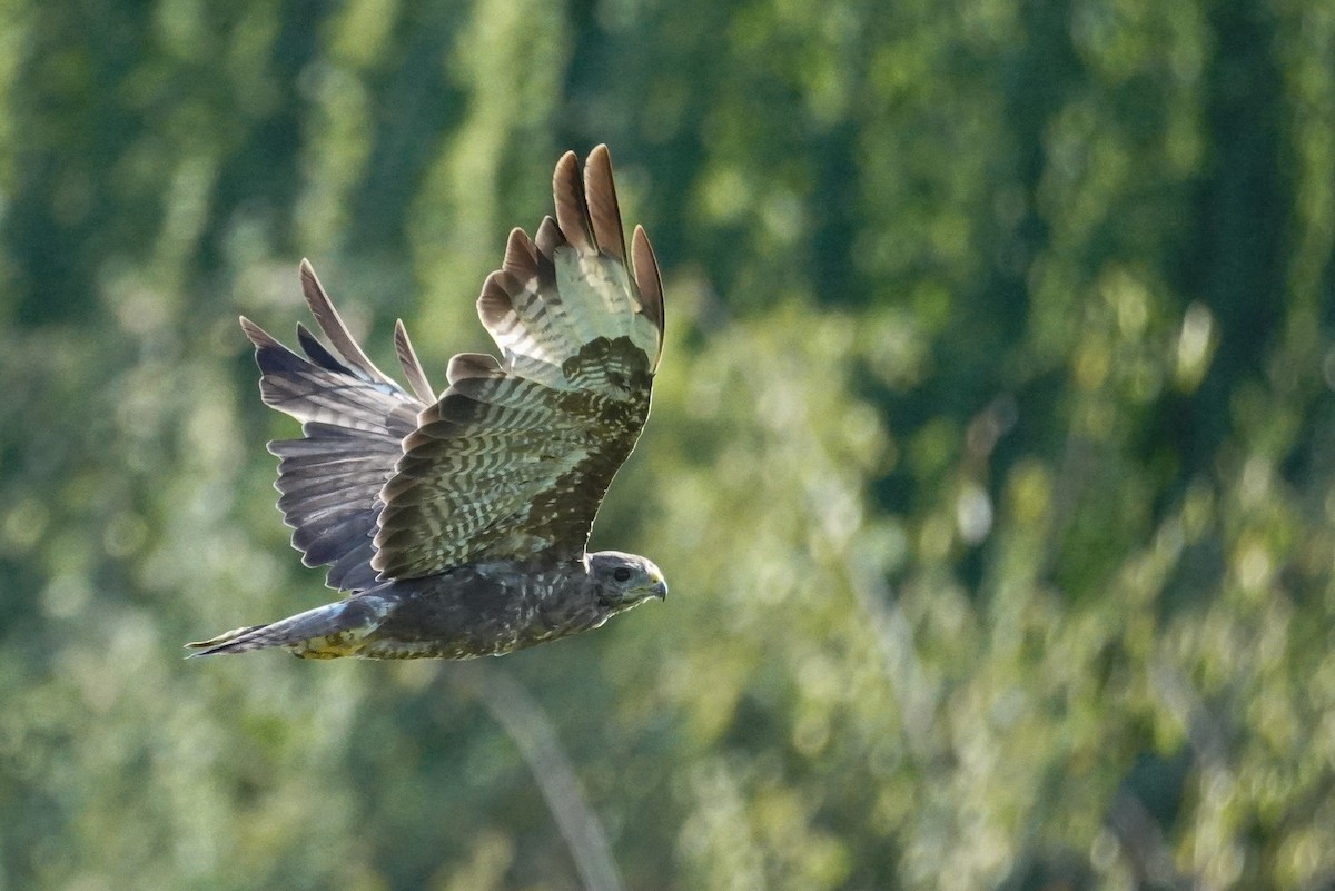 Common Buzzard - ML624215729