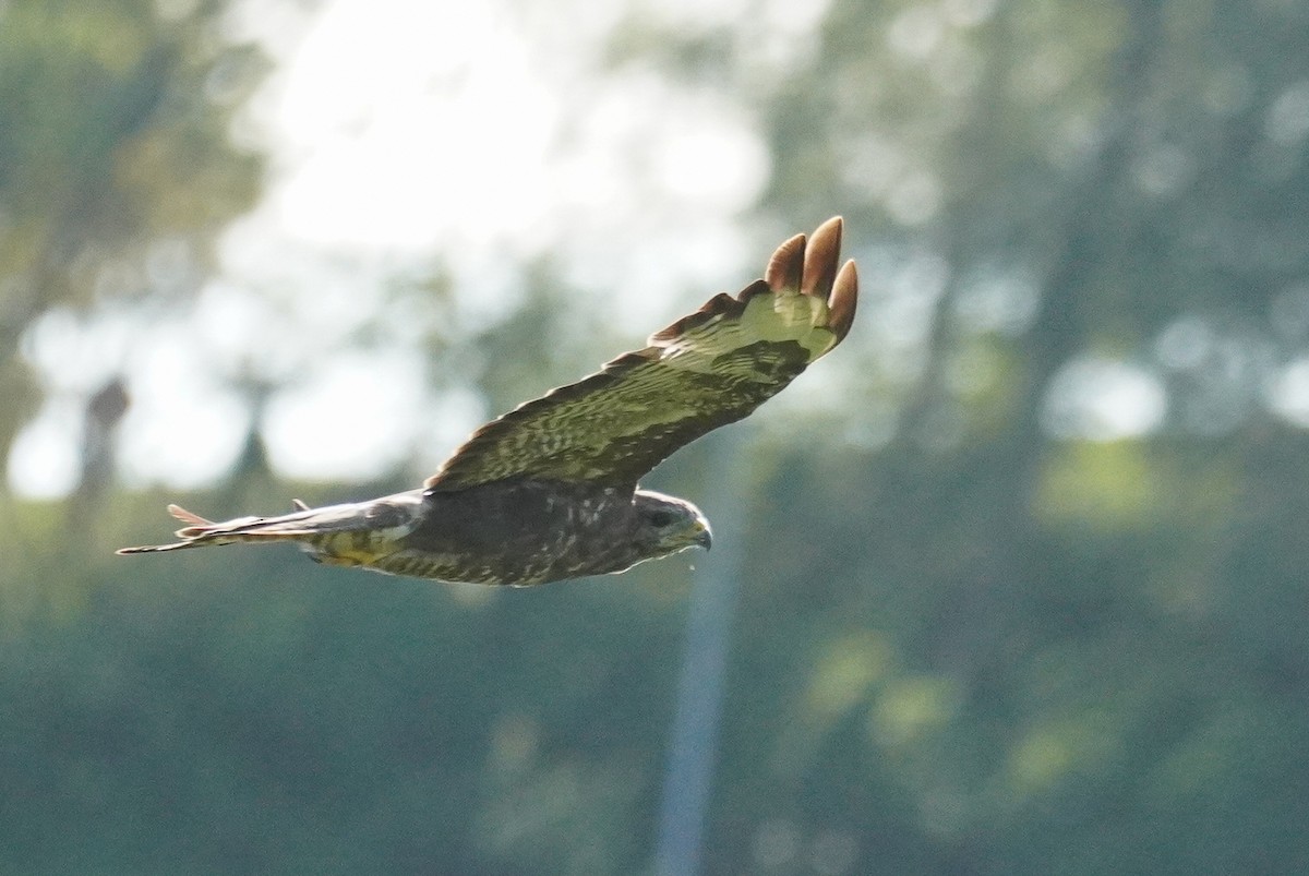 Common Buzzard - ML624215732