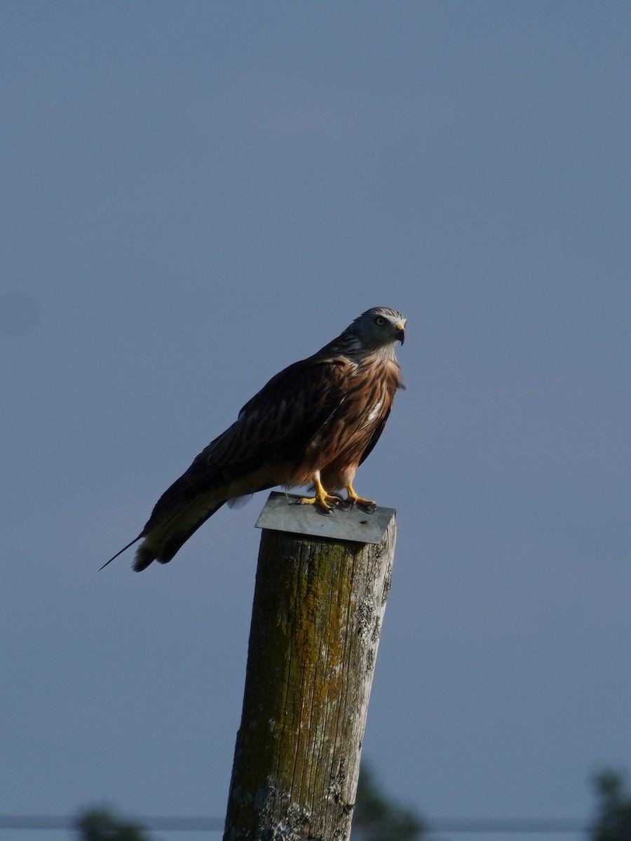 Red Kite - ML624215734