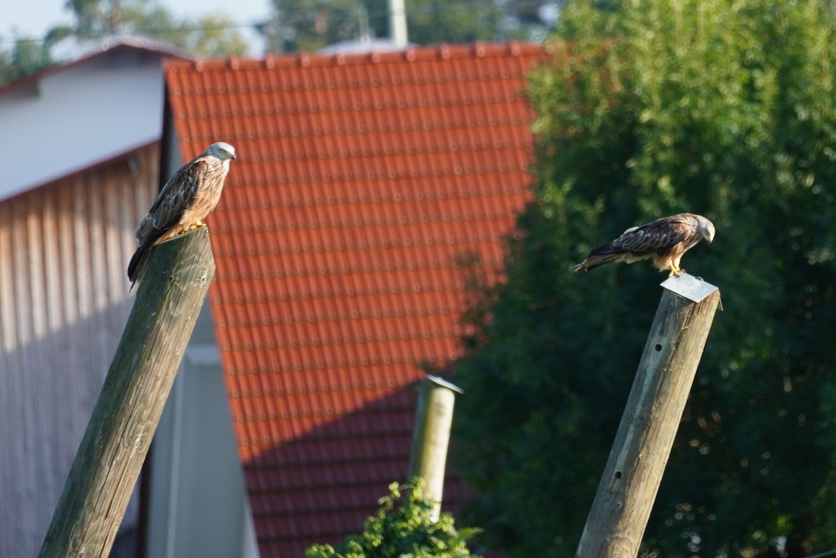 Red Kite - ML624215735