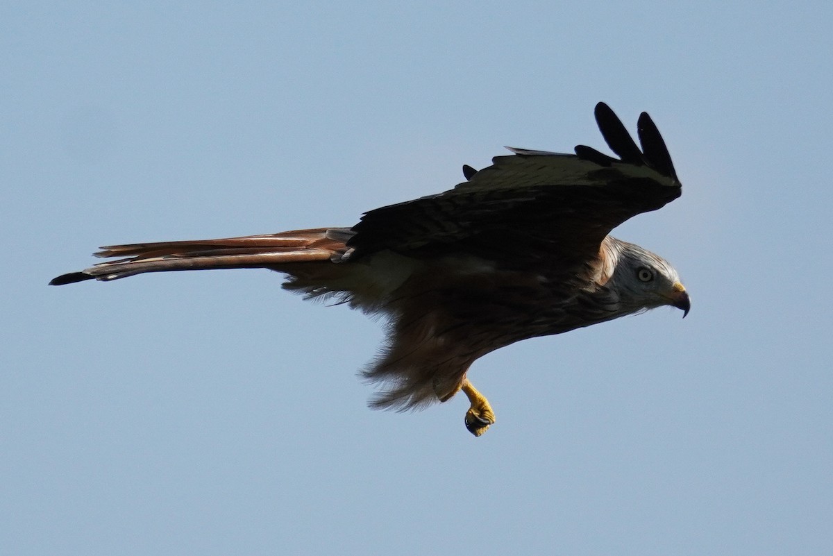 Red Kite - ML624215736