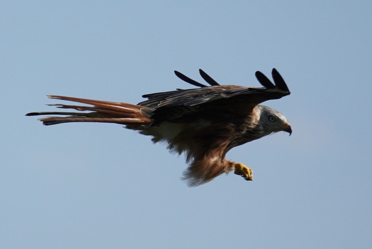 Red Kite - ML624215737