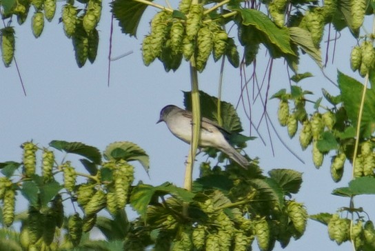 Eurasian Blackcap - ML624215745