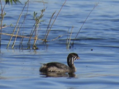 Pied-billed Grebe - ML624215746