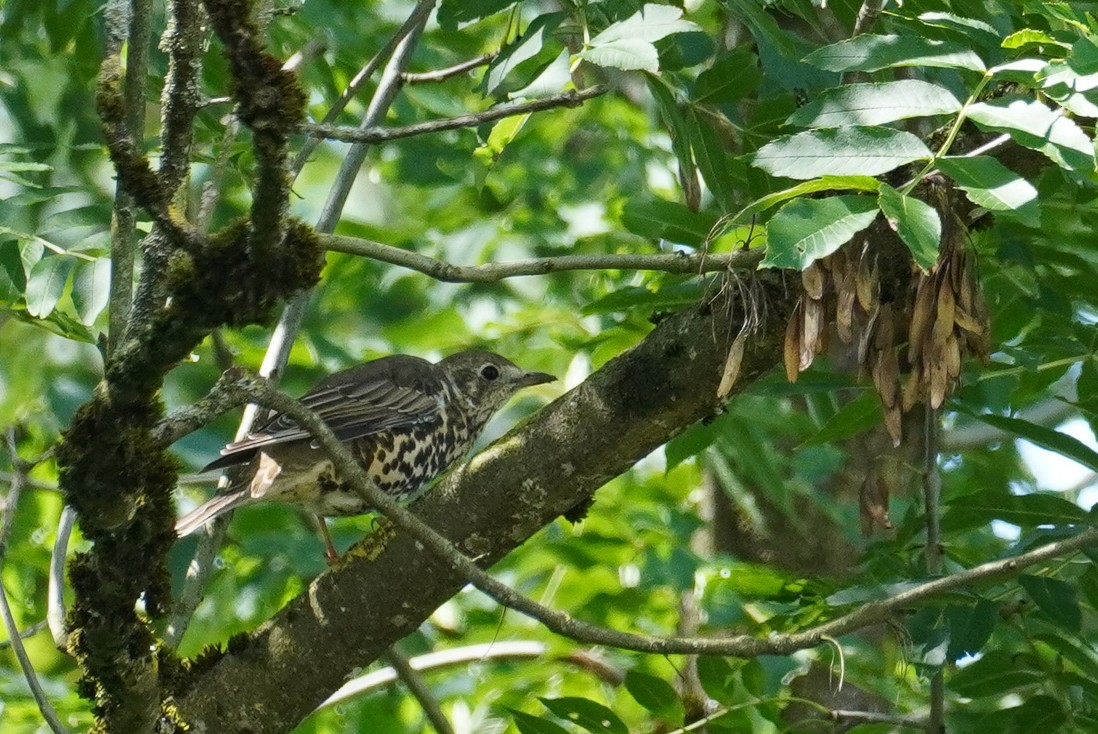 Mistle Thrush - ML624215753