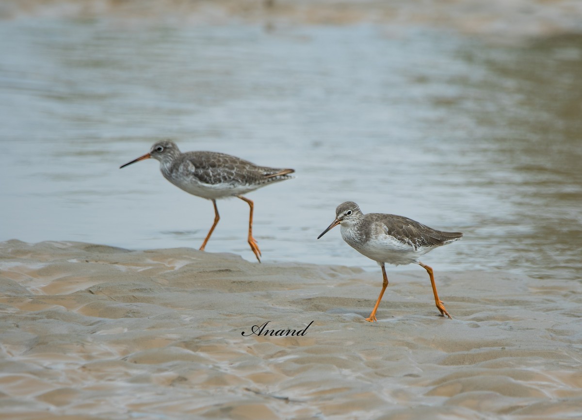 Common Redshank - ML624215757