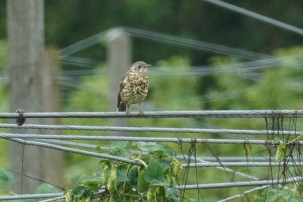 Mistle Thrush - ML624215759