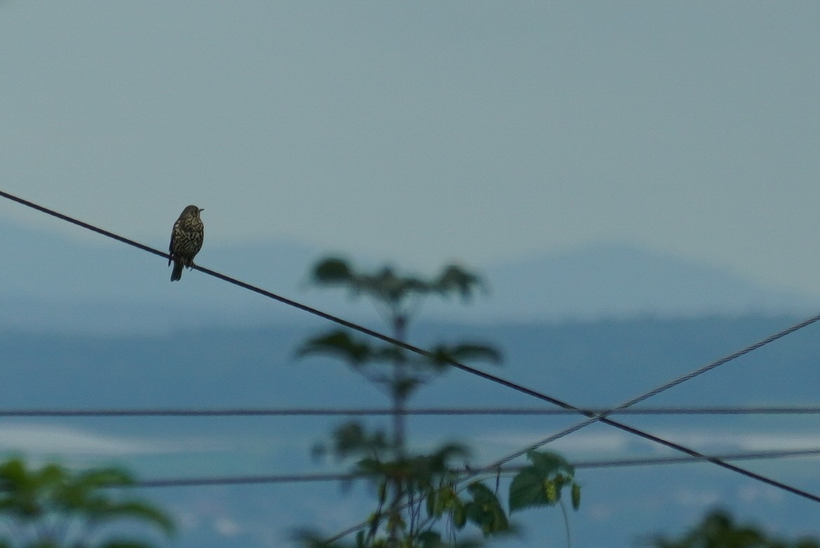 Mistle Thrush - ML624215760