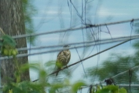 Mistle Thrush - ML624215762