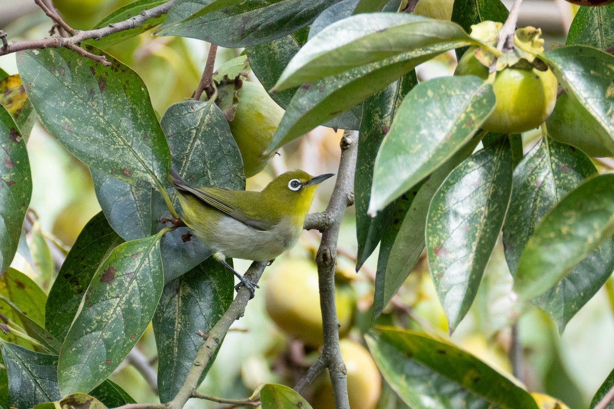 Warbling White-eye - ML624215807