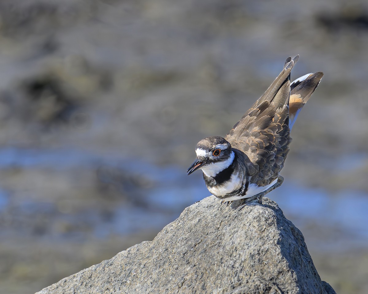 Killdeer - Gary Gray