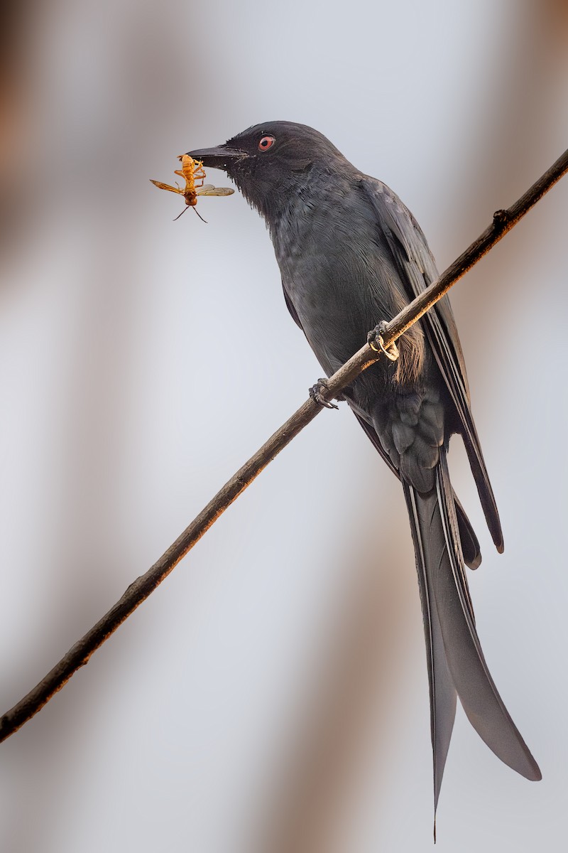 Ashy Drongo - ML624215846