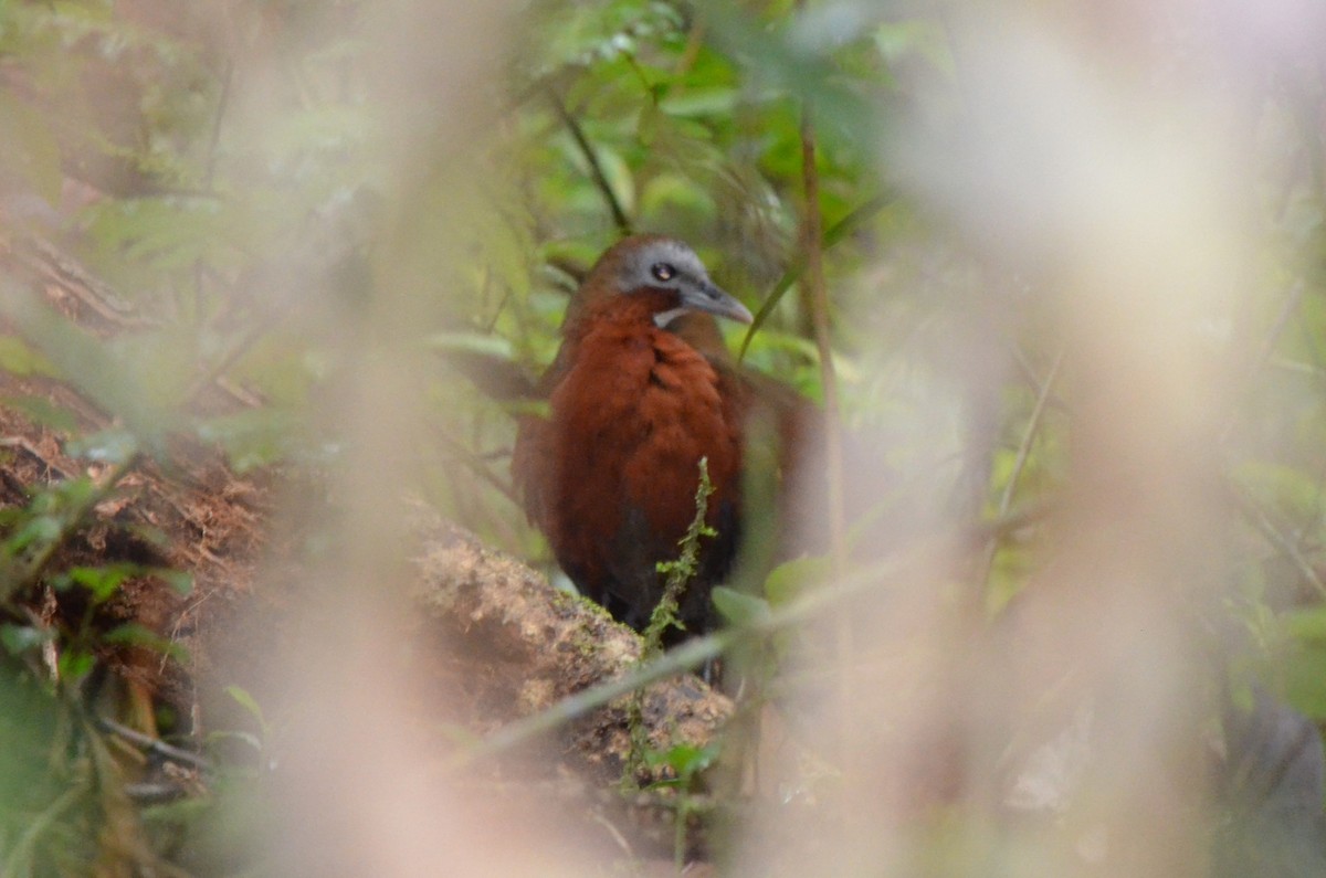 Madagascar Forest Rail - ML624215848