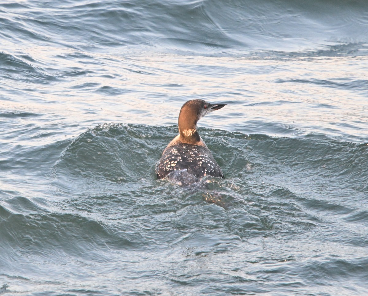 Common Loon - Louis Lemay