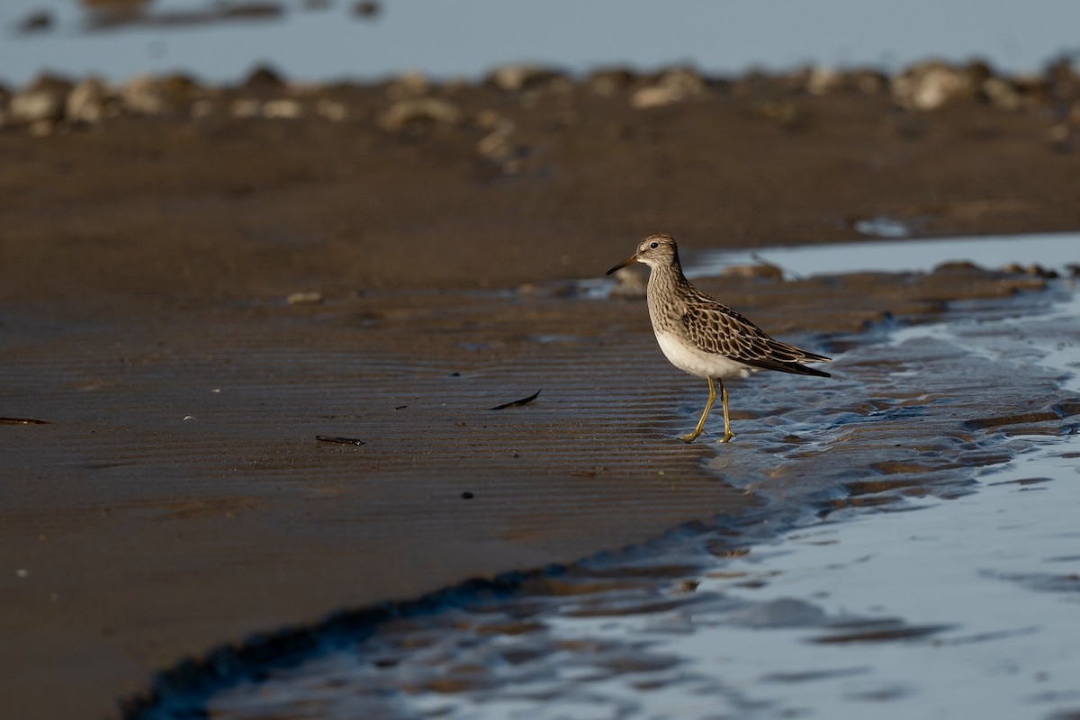 アメリカウズラシギ - ML624215941