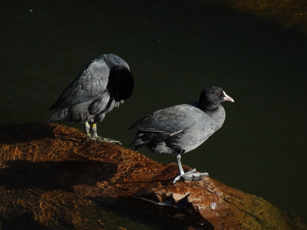 Eurasian Coot - Pierre Alquier