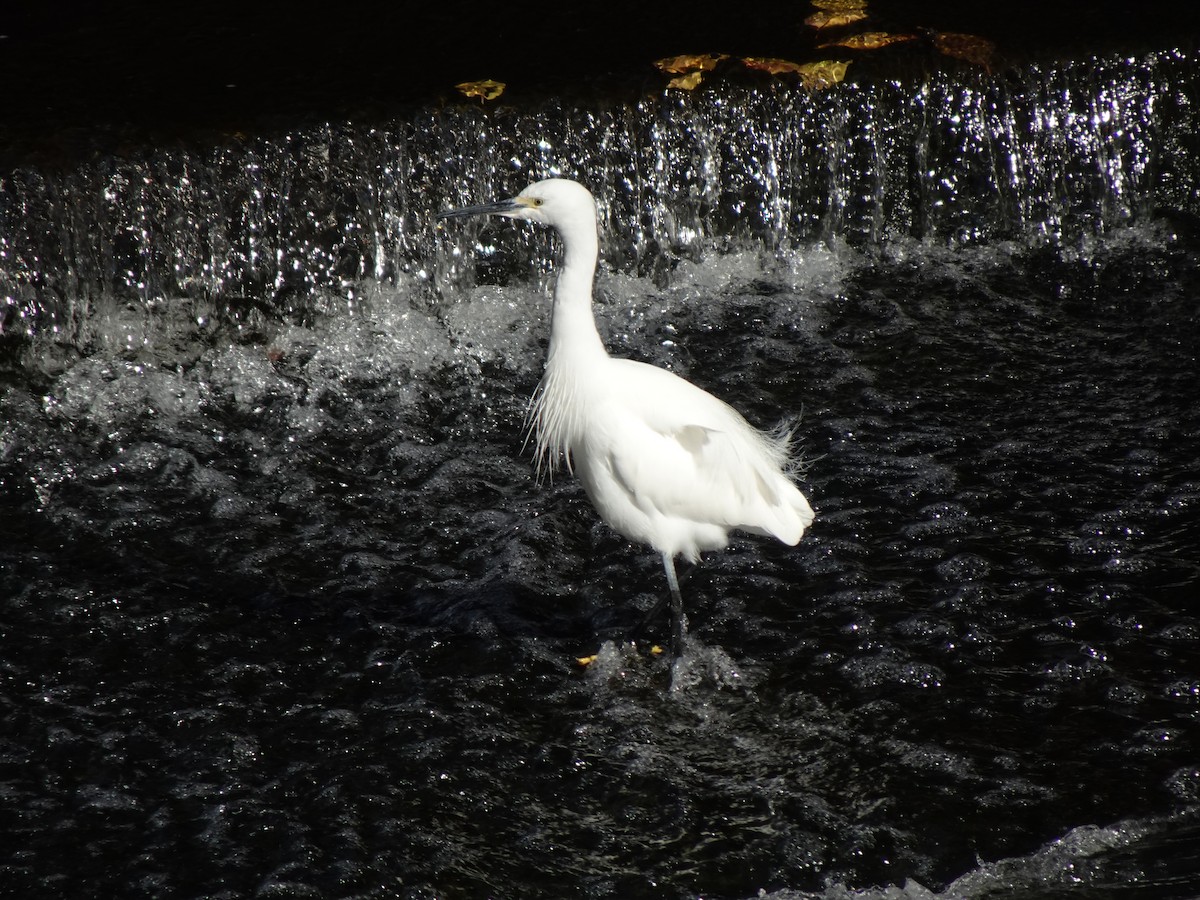 Little Egret - Pierre Alquier