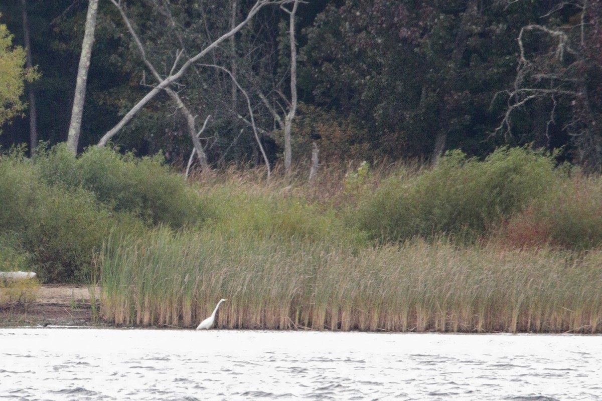 Great Egret - ML624215978