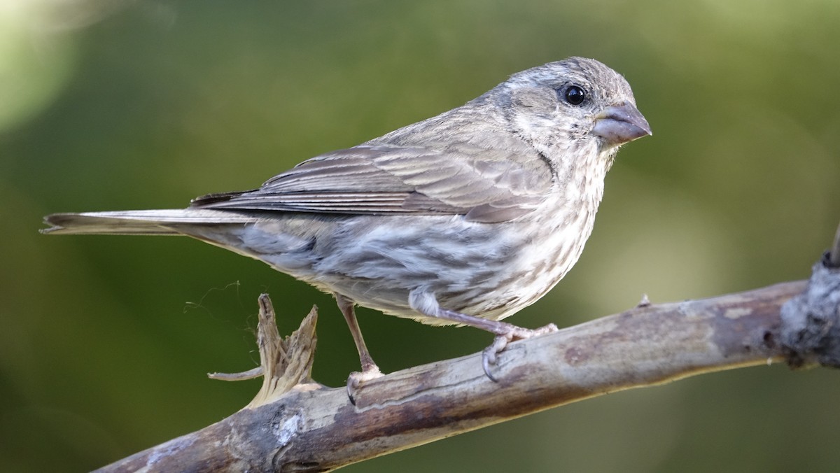 Purple Finch - ML624215980