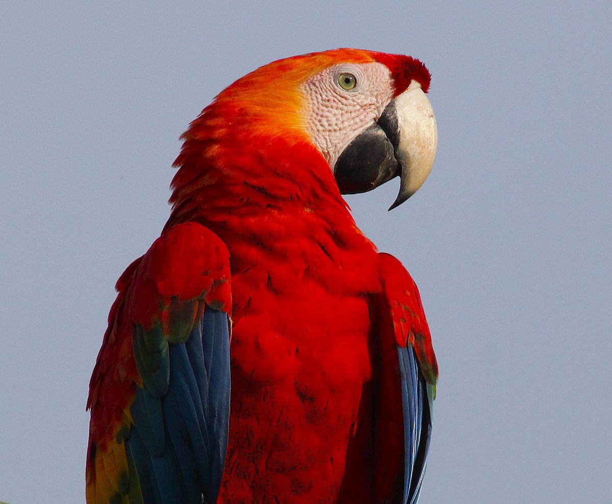 Scarlet Macaw - ML624215981