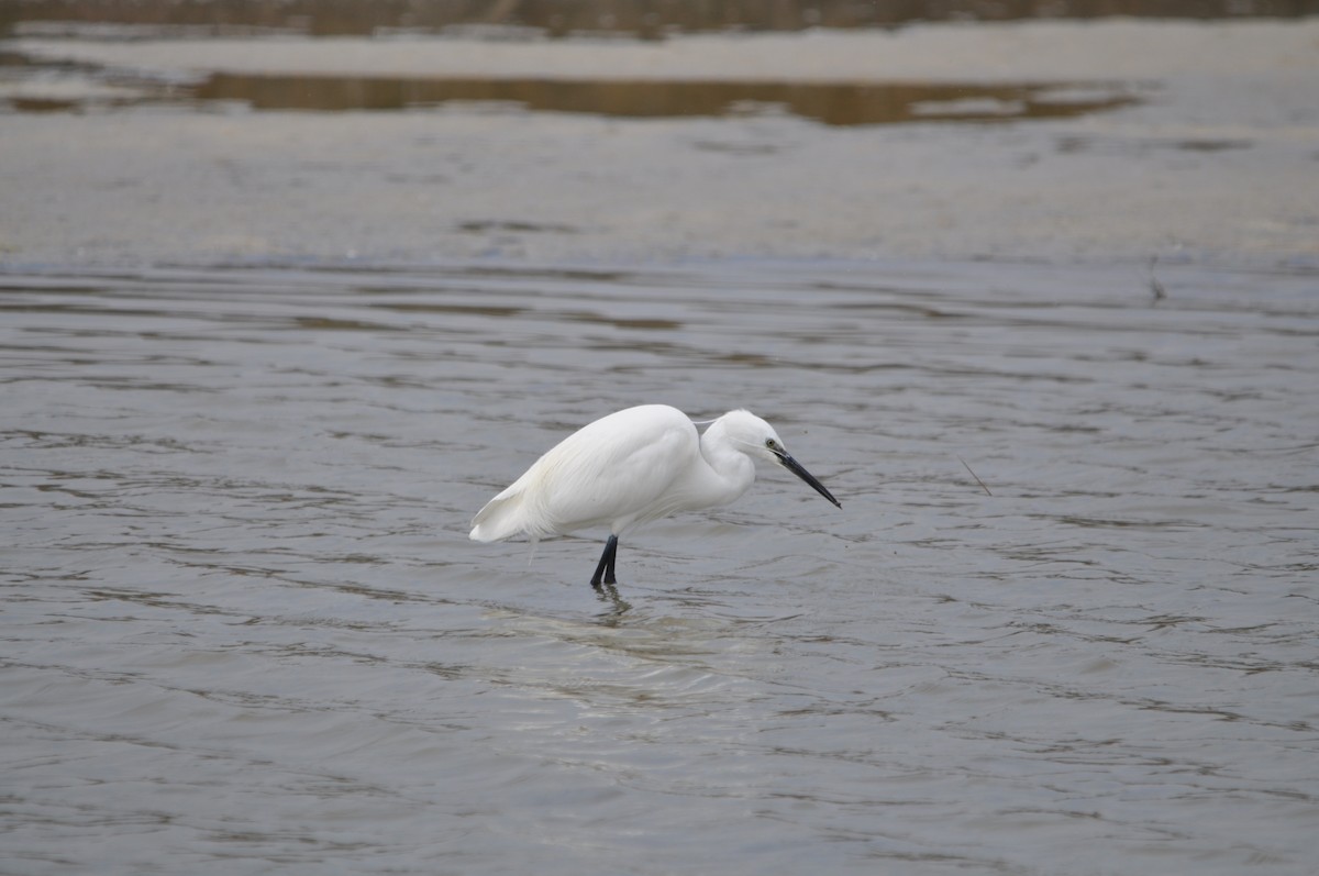 Little Egret - ML624215982