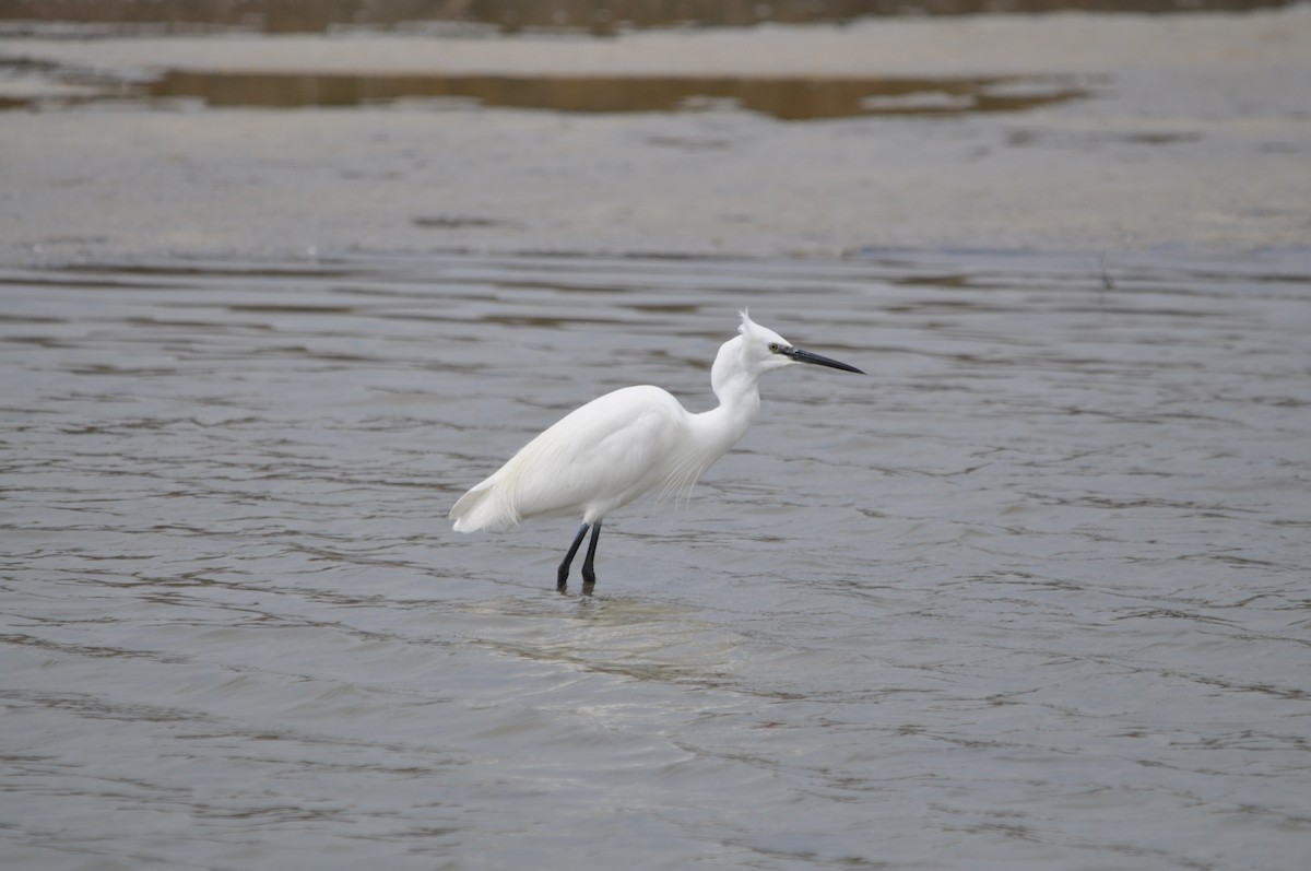 Little Egret - ML624215983