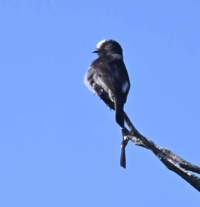 Long-tailed Tyrant - ML624215987