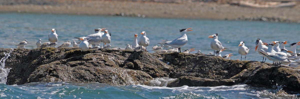 Bécasseau sanderling - ML624215988