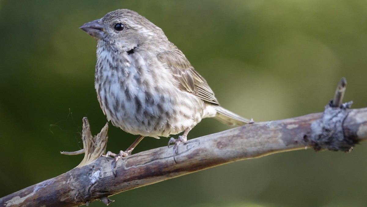 Purple Finch - ML624215989