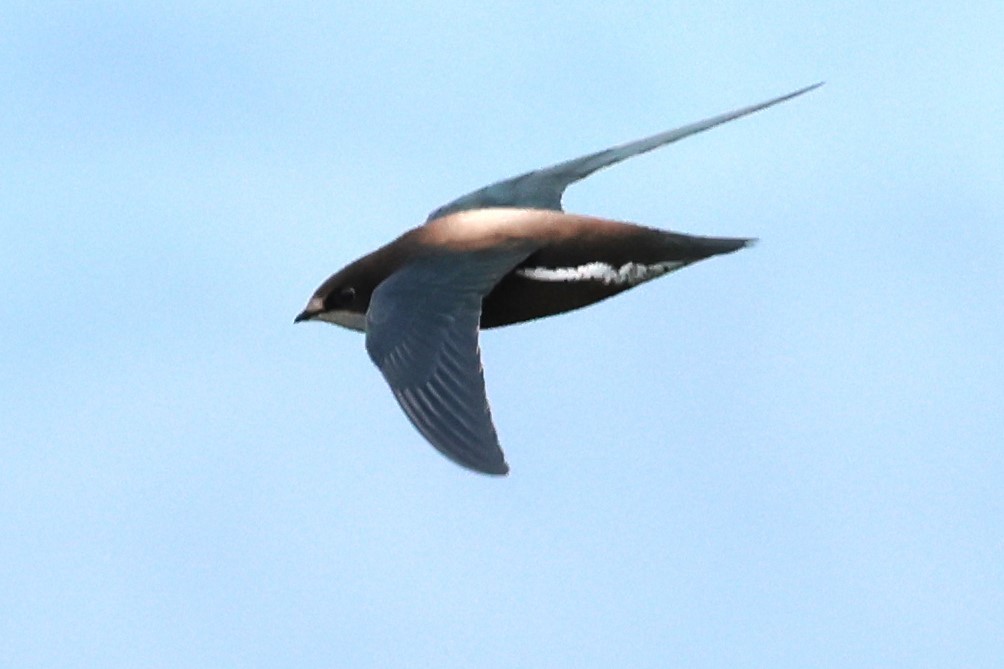 White-throated Needletail - ML624215992