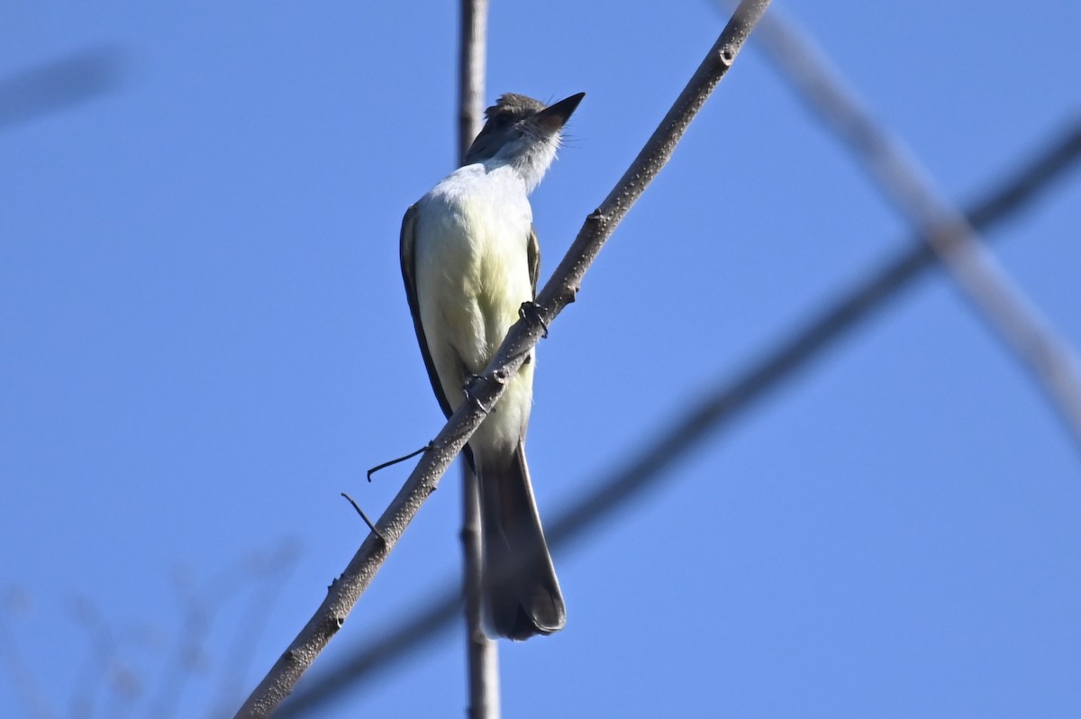 Brown-crested Flycatcher (South American) - ML624215993