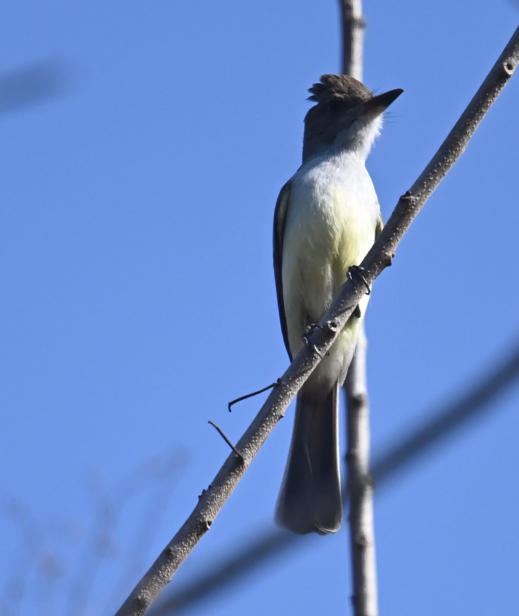 Brown-crested Flycatcher (South American) - ML624215994