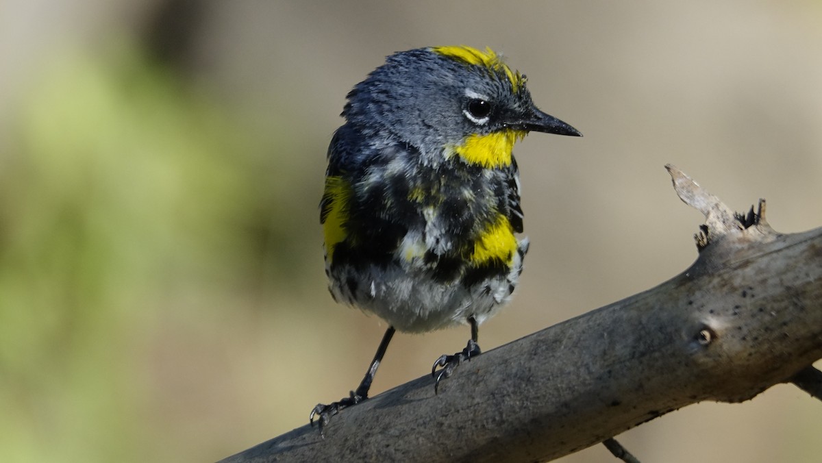 Yellow-rumped Warbler - ML624215995