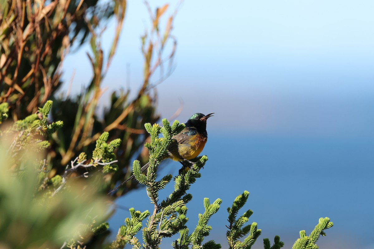 Orange-breasted Sunbird - ML624215996