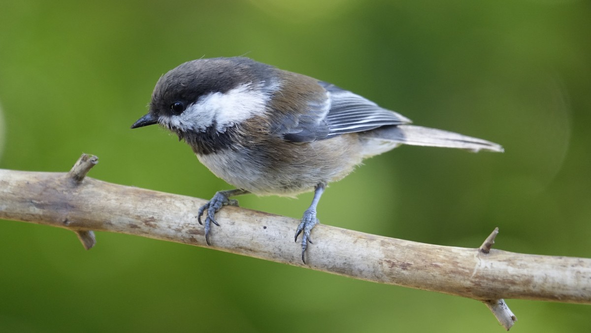 Chestnut-backed Chickadee - ML624216001