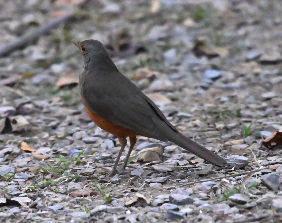 Rufous-bellied Thrush - Carol Thompson